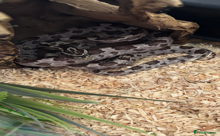 Corn Snake reptiles - Advert 4