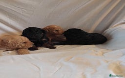 Cockapoo dogs for sale: F1b cockapoo  - Image 3