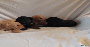 Cockapoo dogs - Advert 8