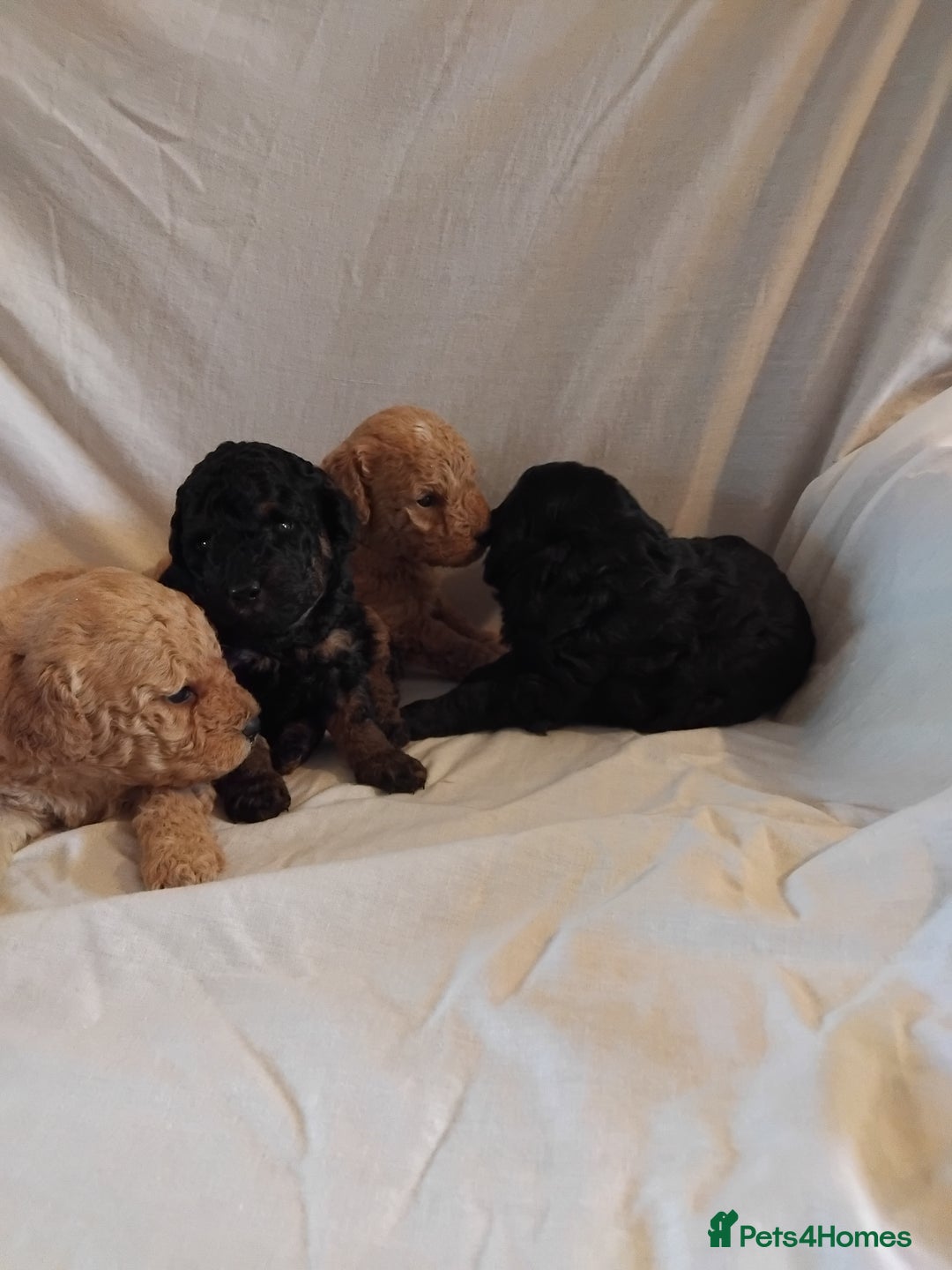 Cockapoo dogs for sale: F1b cockapoo  - Image 3