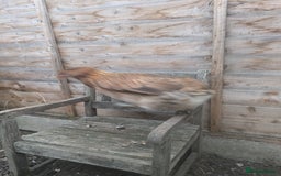 Hens poultry for sale: Bantam Arucana and silkie - Image 7