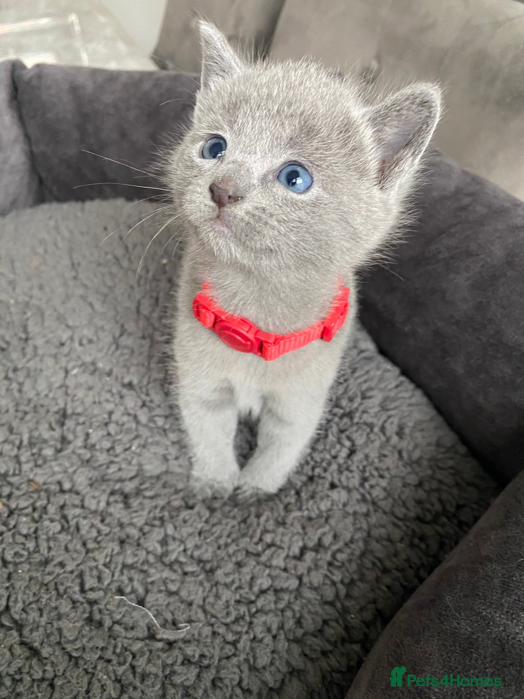 Russian Blue cats for sale: Russian blue kittens  - Advert 21