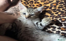 Oriental cats for sale: One Oriental Boy Left Looking for his forever home - Image 15