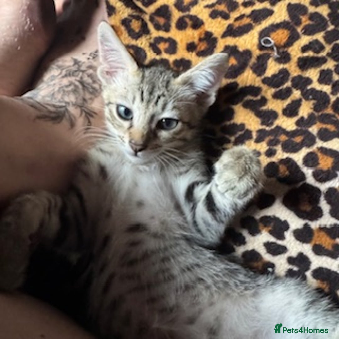 Oriental cats for sale: One Oriental Boy Left Looking for his forever home - Image 15