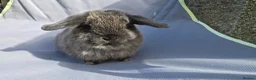 Mini Lop rabbits for sale: Lovely friendly Mini lops - Advert 4