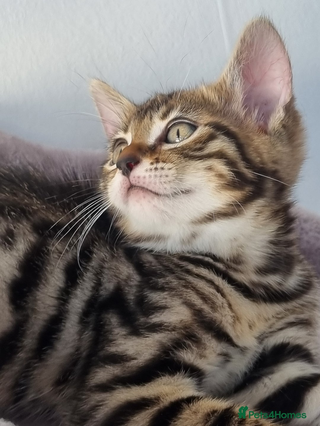 Bengal cats for sale: Last Glitter Brown Bengal - Image 2
