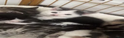 Mixed Breed cats for sale: Male kitten - Advert 4