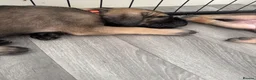 Cane Corso dogs for sale: Cane corso puppies🐶🐾 - Advert 8