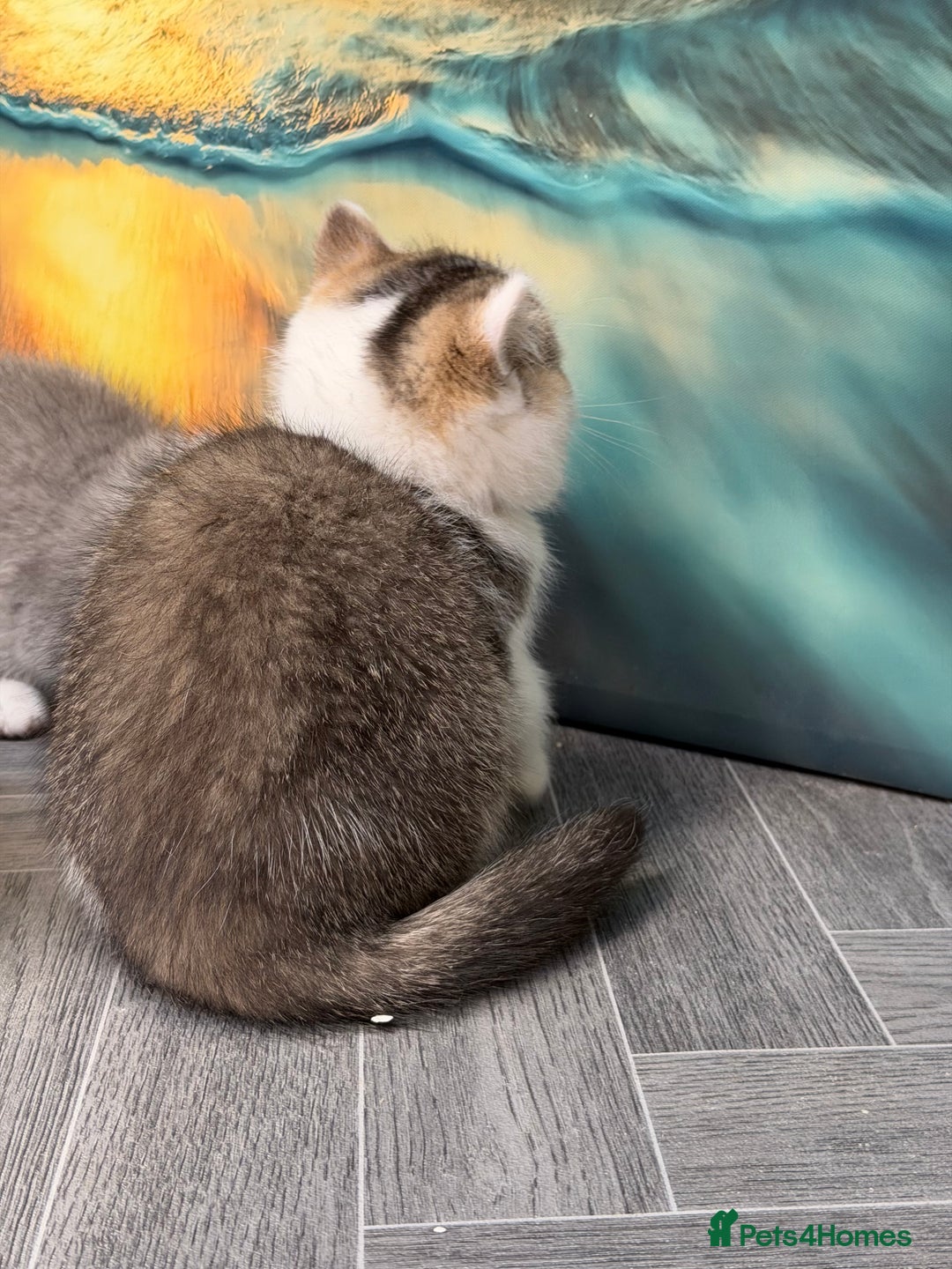 British Shorthair cats for sale: BSH tri- colour golden/blue/white kittens TICA - Advert 8