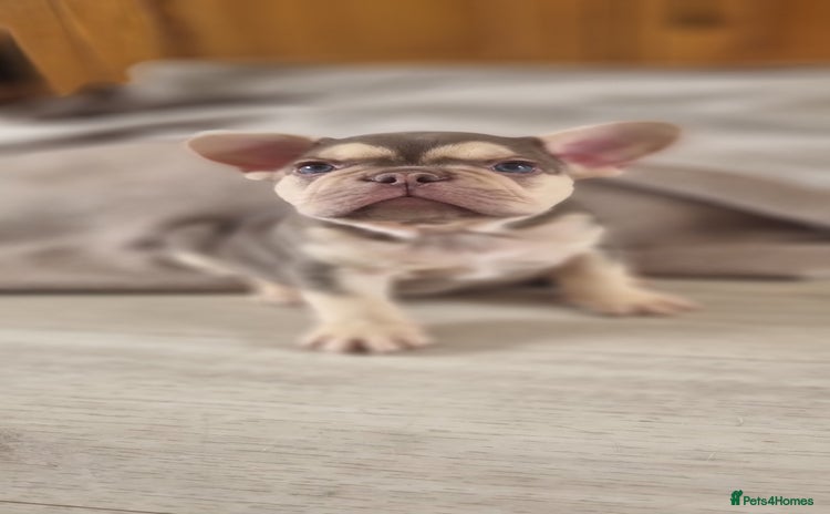 French Bulldog dogs - Advert 8