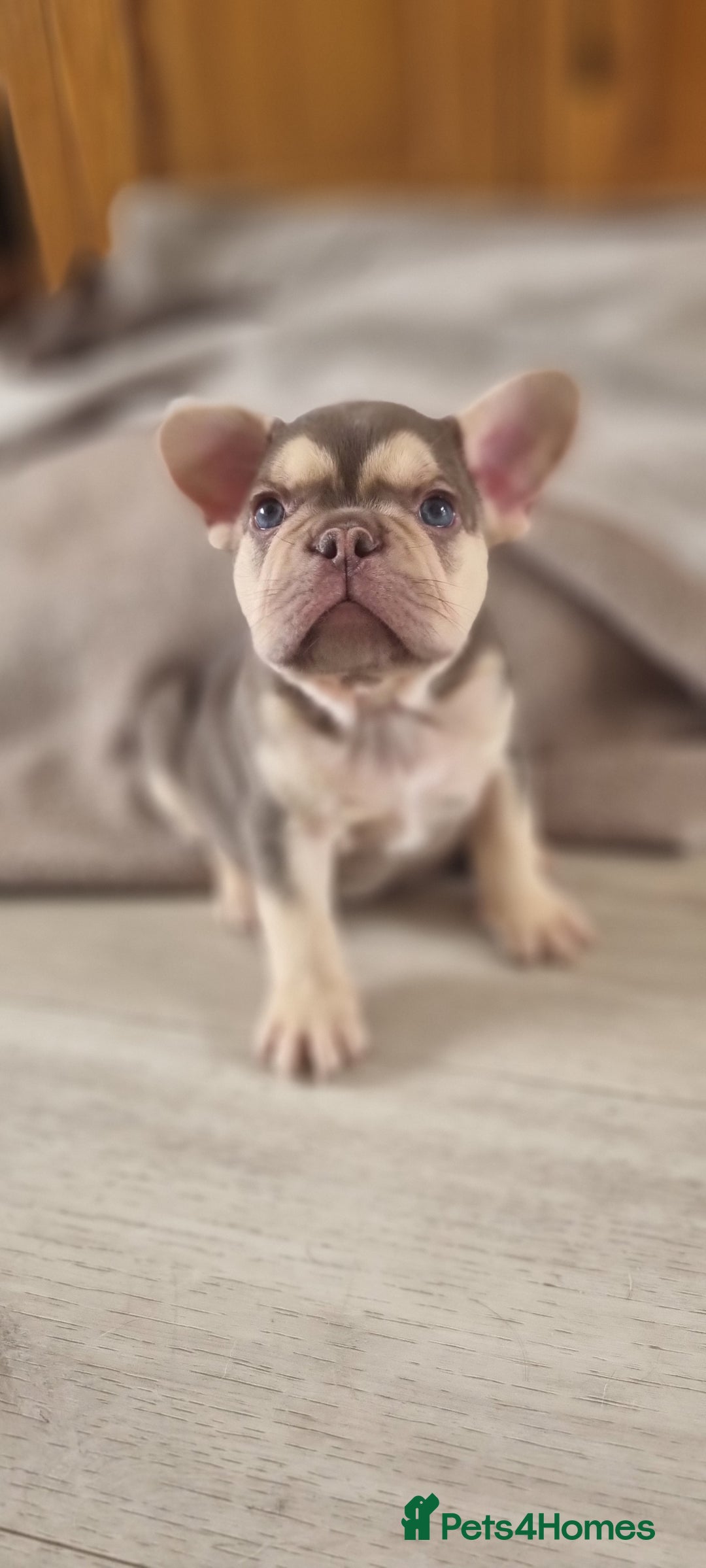 French Bulldog dogs for sale: LAST GIRL Chocolate French Bulldog puppies - Image 3