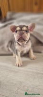 French Bulldog dogs - Advert 6