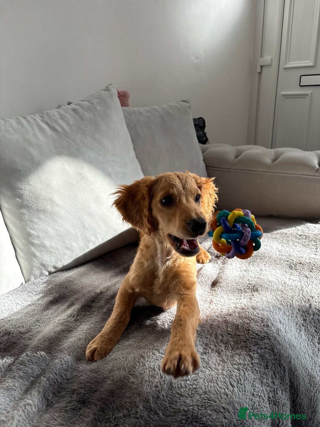 Cockapoo dogs for sale: Male cockapoo puppy for sale - Image 5