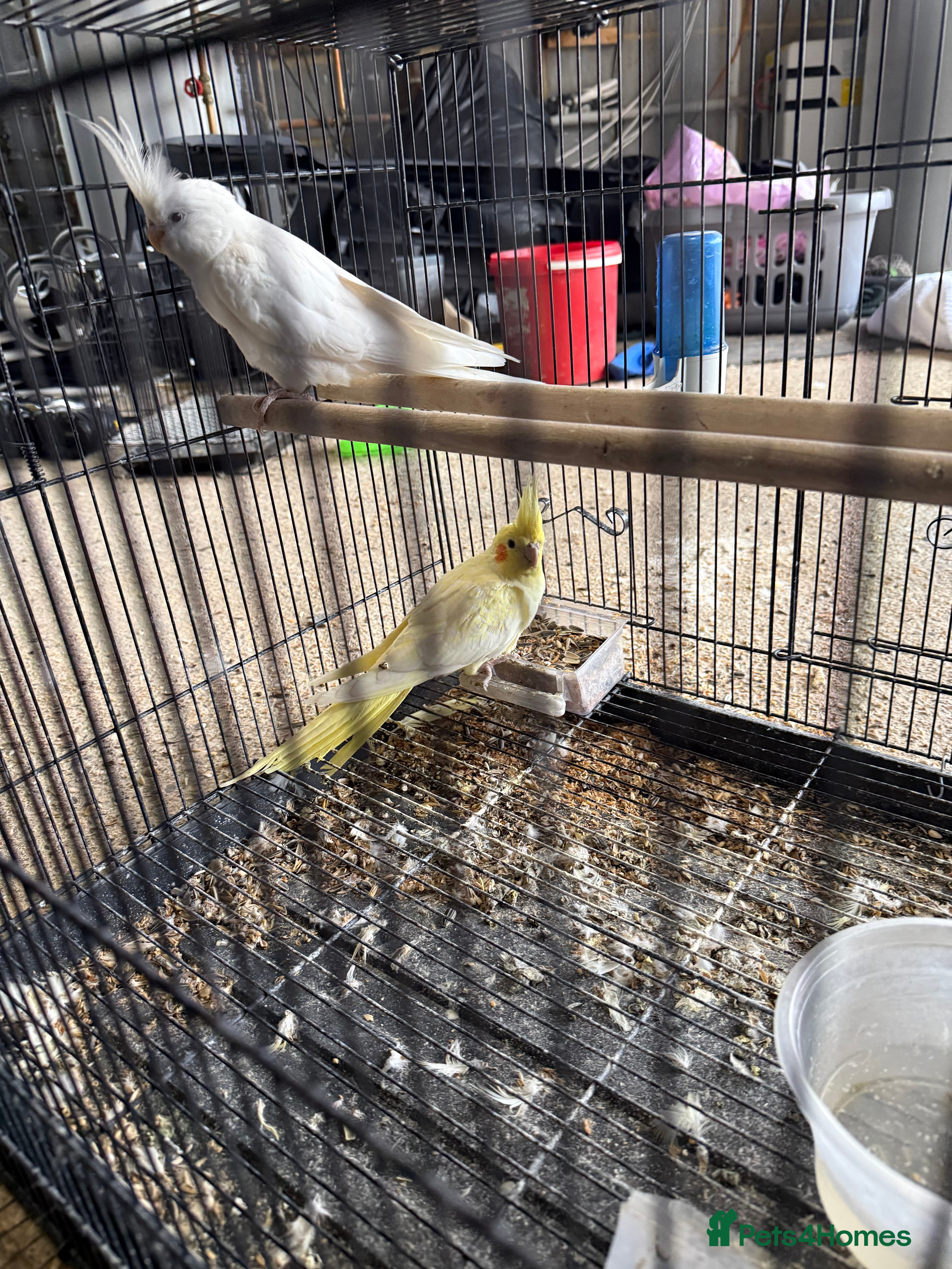 Lovebirds birds Pair of Cocktail  with cage  - Advert 11