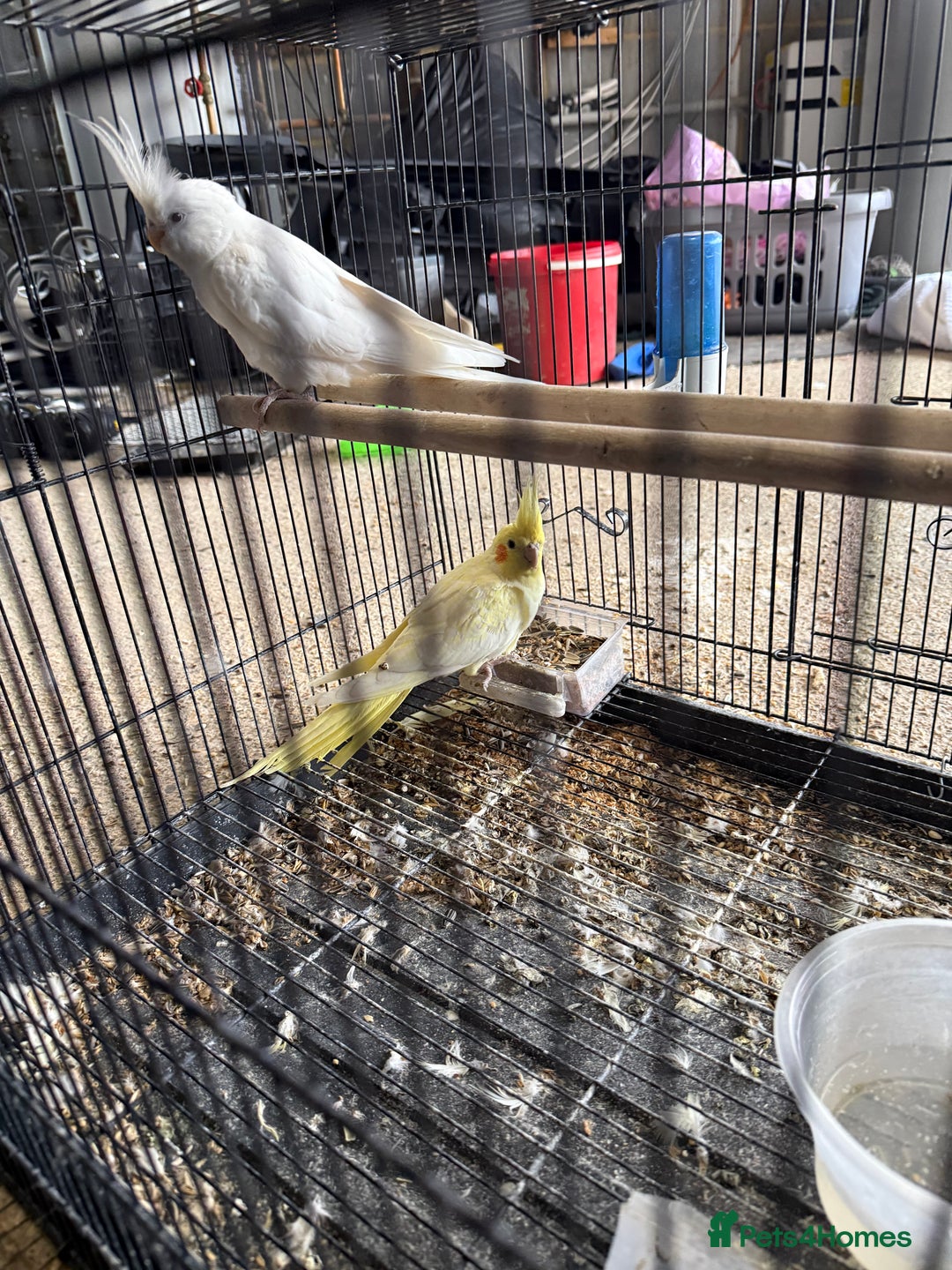 Lovebirds birds for sale: Pair of Cocktail  with cage  - Advert 1