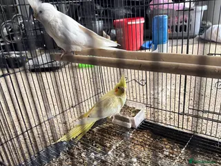 Lovebirds birds Pair of Cocktail with cage - Advert 20