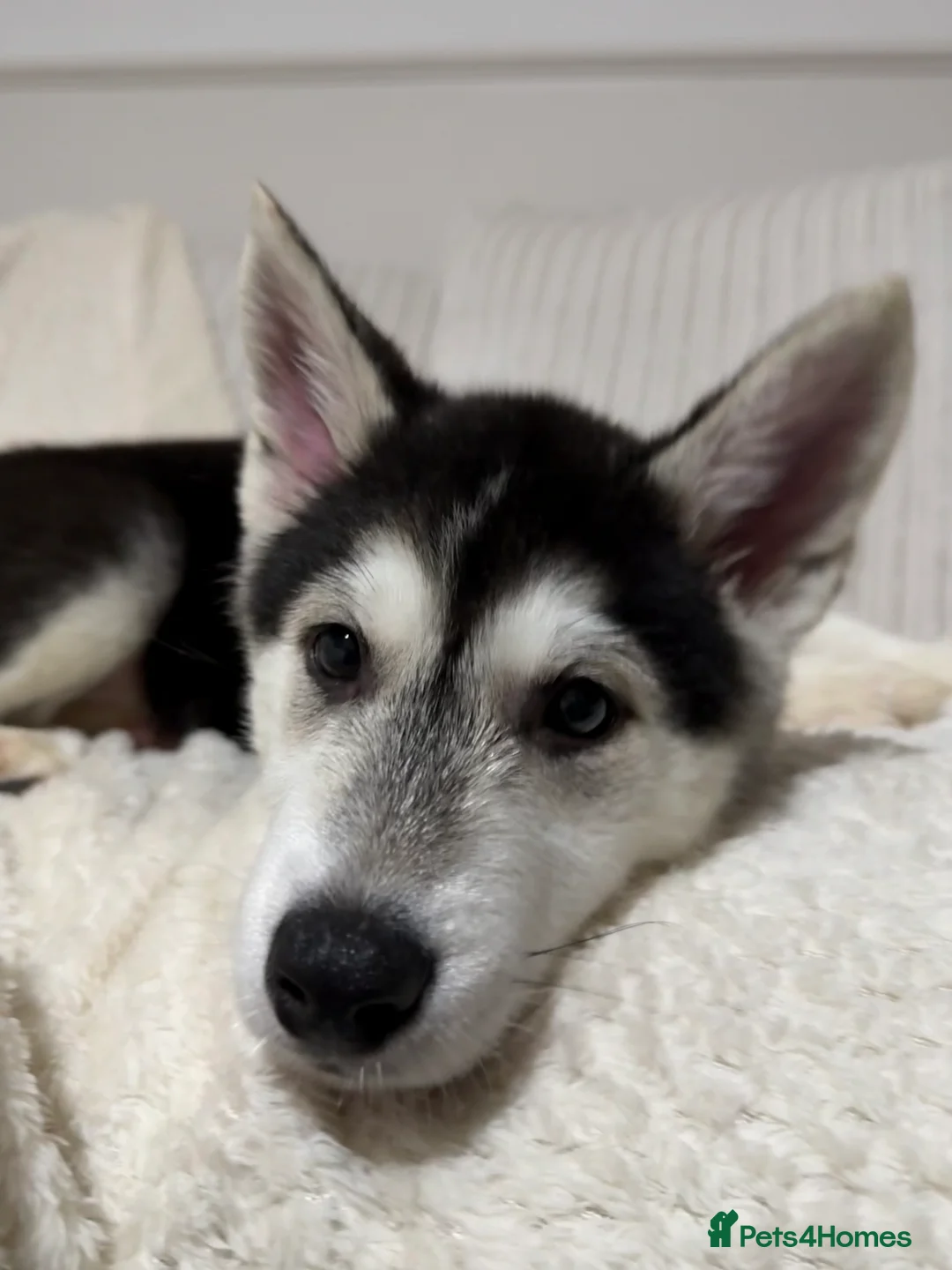 Huskita dogs for sale: Huskita Puppies FULLY VACCINATED - Advert 3