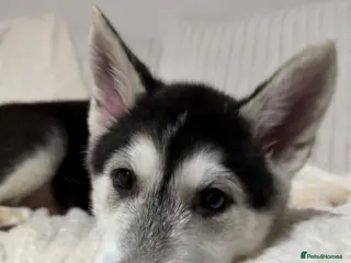 Huskita dogs Huskita Puppies FULLY VACCINATED - Advert 4