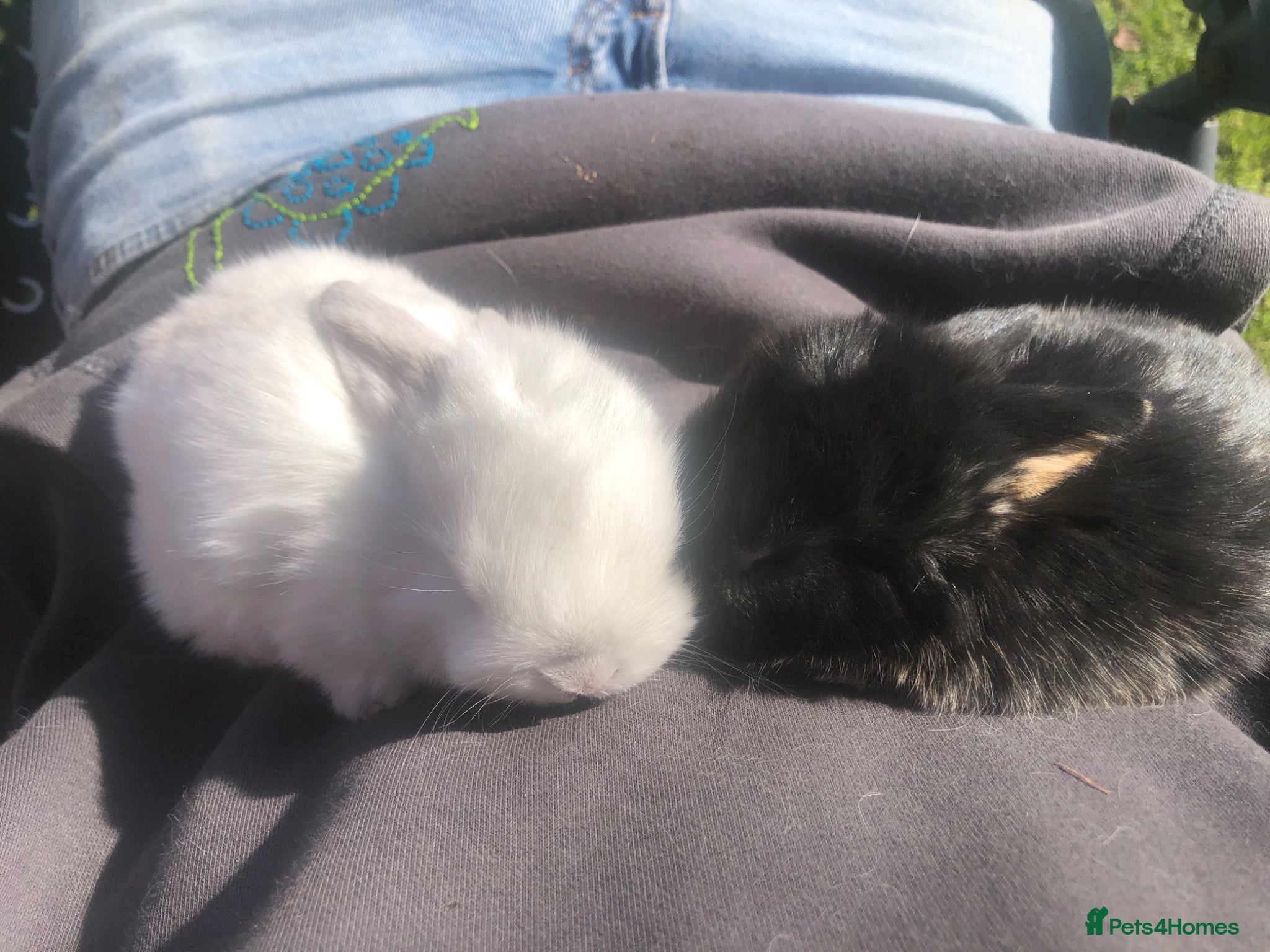 Mini Lop rabbits Mini lops for sale  - Advert 1