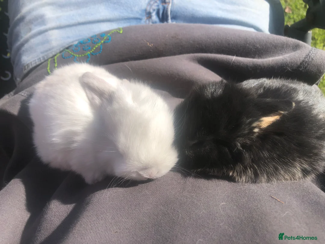 Mini Lop rabbits for sale: Mini lops for sale  - Advert 1