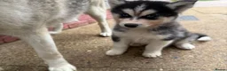Siberian Husky dogs for sale: Siberian Husky Puppies With Beautiful Personalitie in Stoke-on-Trent - Advert 10
