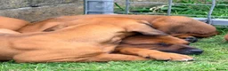 Rhodesian Ridgeback dogs for sale: Rhodesian Ridgeback Puppies EU Pedigree - Advert 8