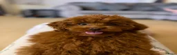 Toy Poodle dogs for sale:  **  asian poodle  in Bridgend - Advert 4