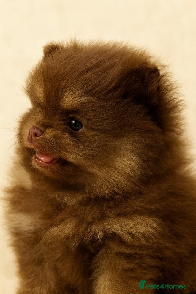 Pomeranian dogs Quality Pomeranian puppies - Advert 12