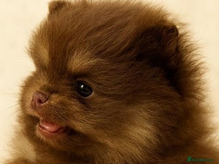 Pomeranian dogs Quality Pomeranian puppies - Advert 13