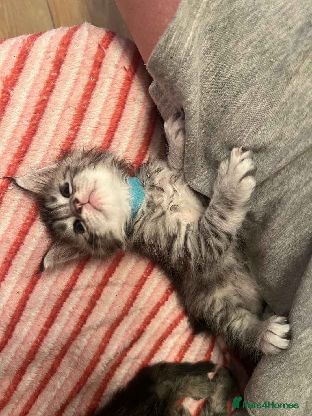 Maine Coon cats for sale: Full breed Mainecoon kittens ready 17th February  - Advert 16