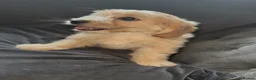 Cavapoo dogs for sale: Gorgeous cavapoo puppies  - Advert 5
