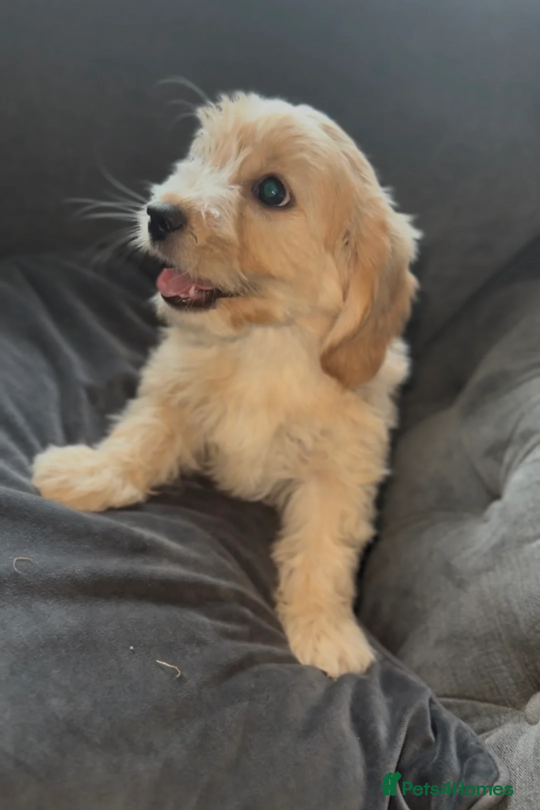 Cavapoo dogs for sale: Gorgeous cavapoo puppies  - Advert 5