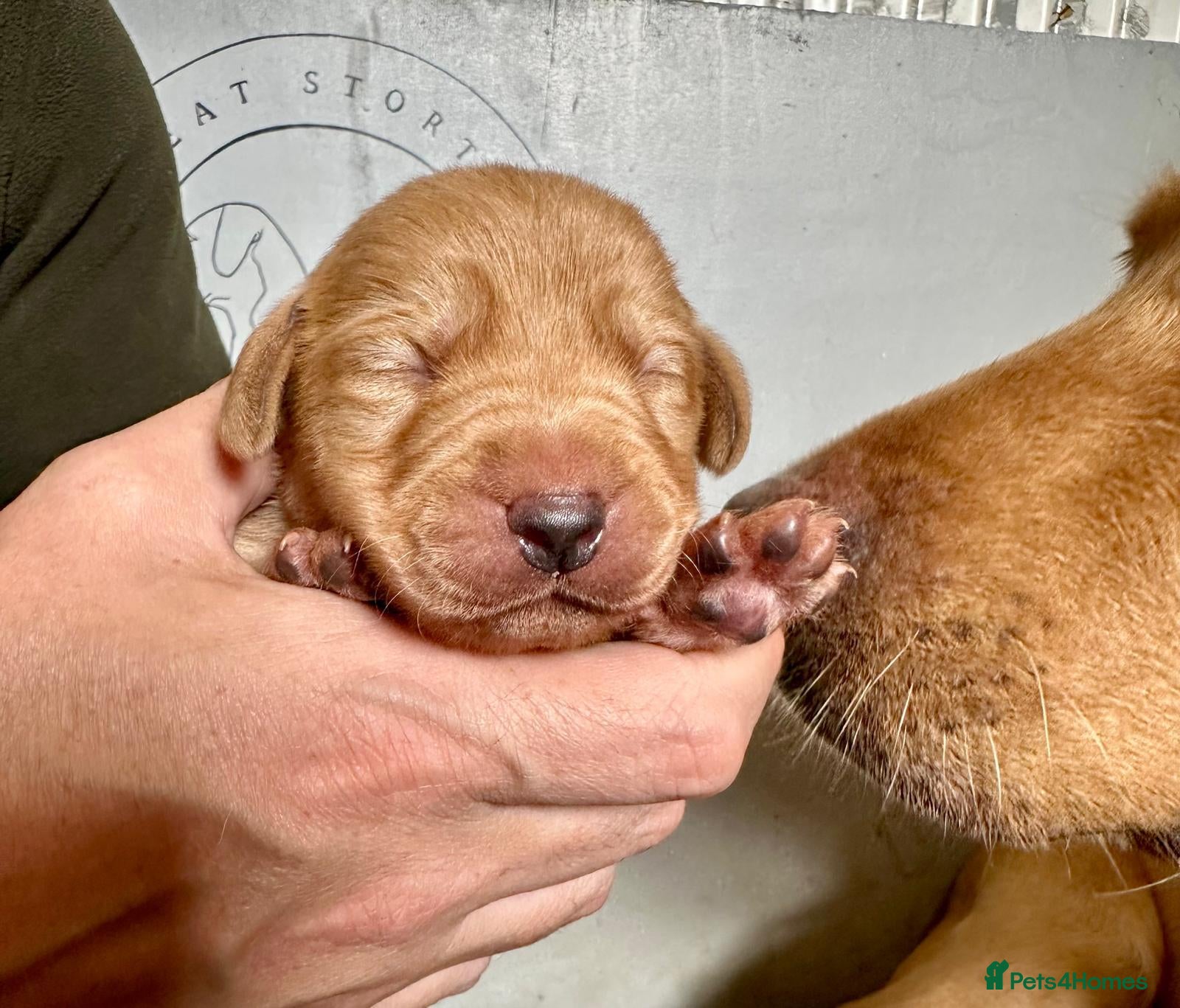 Labrador Retriever dogs FTCH CHAMPION🏆 KC HEALTH TESTED STAR STUDED PED⭐️ - Advert 1