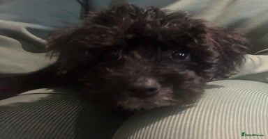 Yorkiepoo dogs - Advert 2