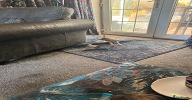 Egyptian Mau cats - Advert 12