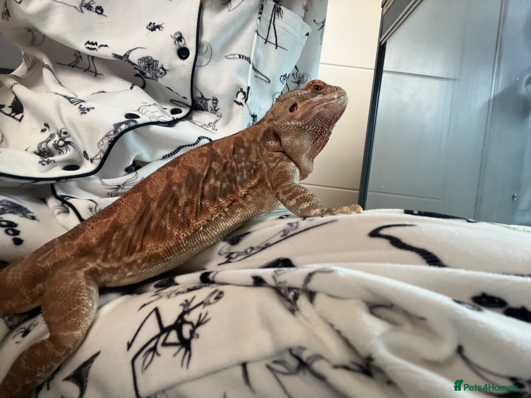 Bearded Dragon reptiles Lovely Breaded Dragon for sale - Advert 2