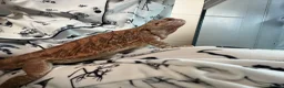 Bearded Dragon reptiles for sale: Lovely Breaded Dragon for sale in Retford - Advert 1