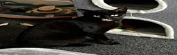 Mixed Breed cats for sale:  **  twin brothers  in Barnsley - Advert 2