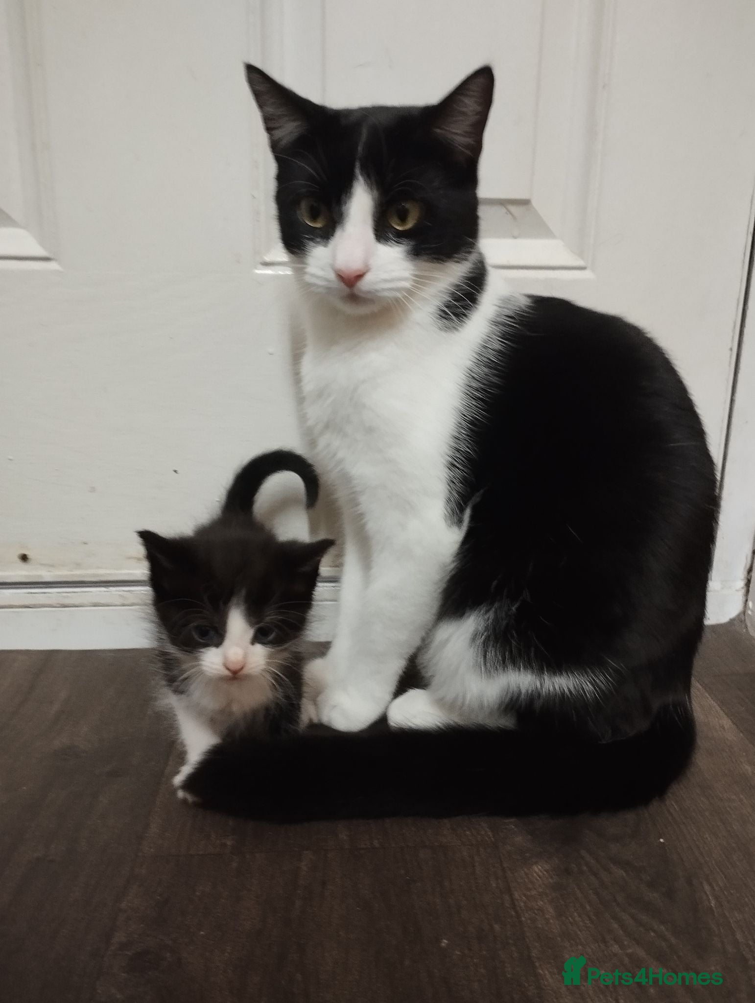 Mixed Breed cats Kittens are looking for loving parents ❤️ - Advert 10