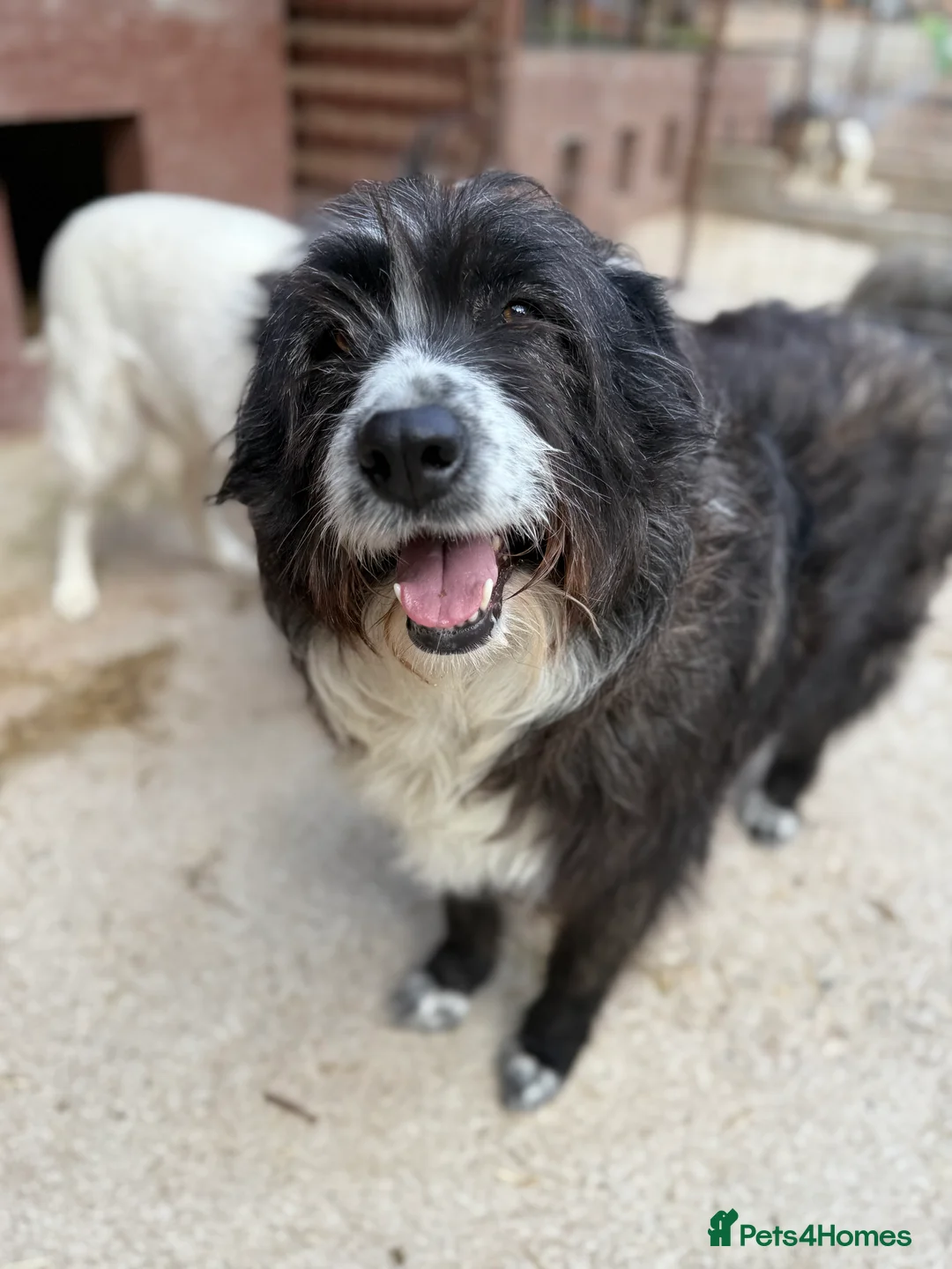 Mixed Breed dogs for adoption: Xin and Yedda - Bonded Pair desperate for a home! - Advert 9