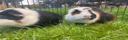 Guinea Pig rodents for sale: Hawk & Panda  - Advert 11