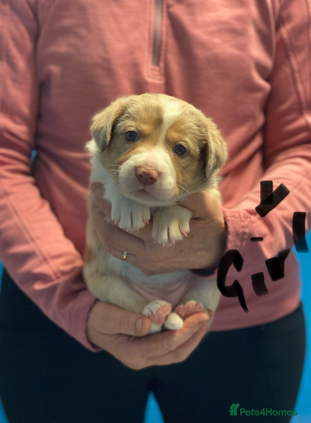 Border Collie dogs for sale: Pure border collie puppies - Advert 2