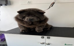 Chow Chow dogs for sale: Smooth coat female (purebred) - Image 4
