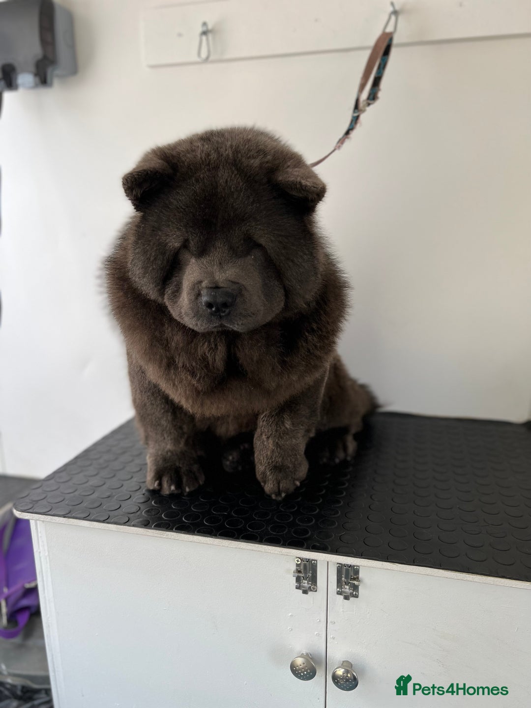 Chow Chow dogs for sale: Smooth coat female (purebred) - Image 4