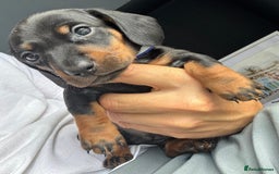 Miniature Dachshund dogs for sale: Miniature Dachshund Puppies – Black & Tan - Image 2