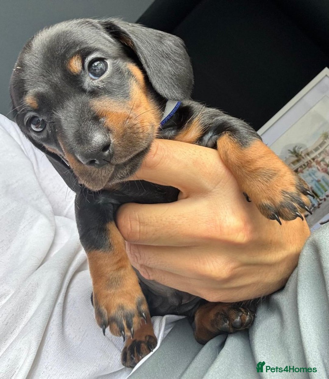 Miniature Dachshund dogs for sale: Miniature Dachshund Puppies – Black & Tan - Image 2