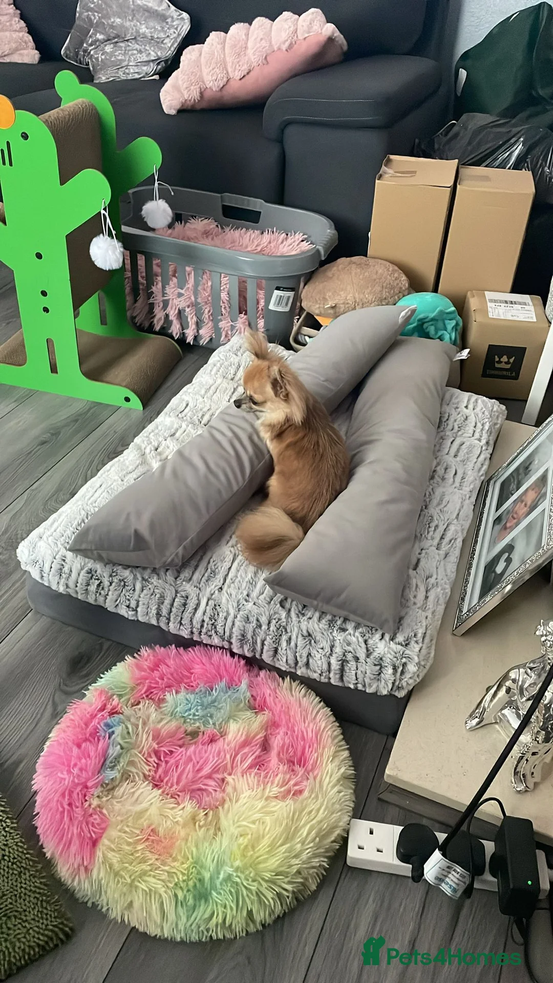 Chihuahua dogs for sale: Long haired chihuahua boy - Advert 3