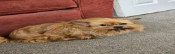 Mixed Breed dogs for sale: Reluctant Rehoming 6 Yr old Lucy Chihuahua Cross - Advert 2