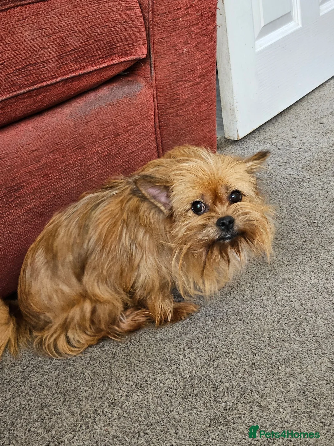 Mixed Breed dogs for sale: Reluctant Rehoming 6 Yr old Lucy Chihuahua Cross - Advert 2