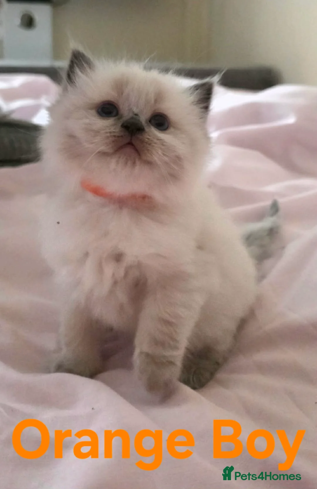 Ragdoll cats for sale: 3 beautiful male ragdoll kittens  - Advert 6